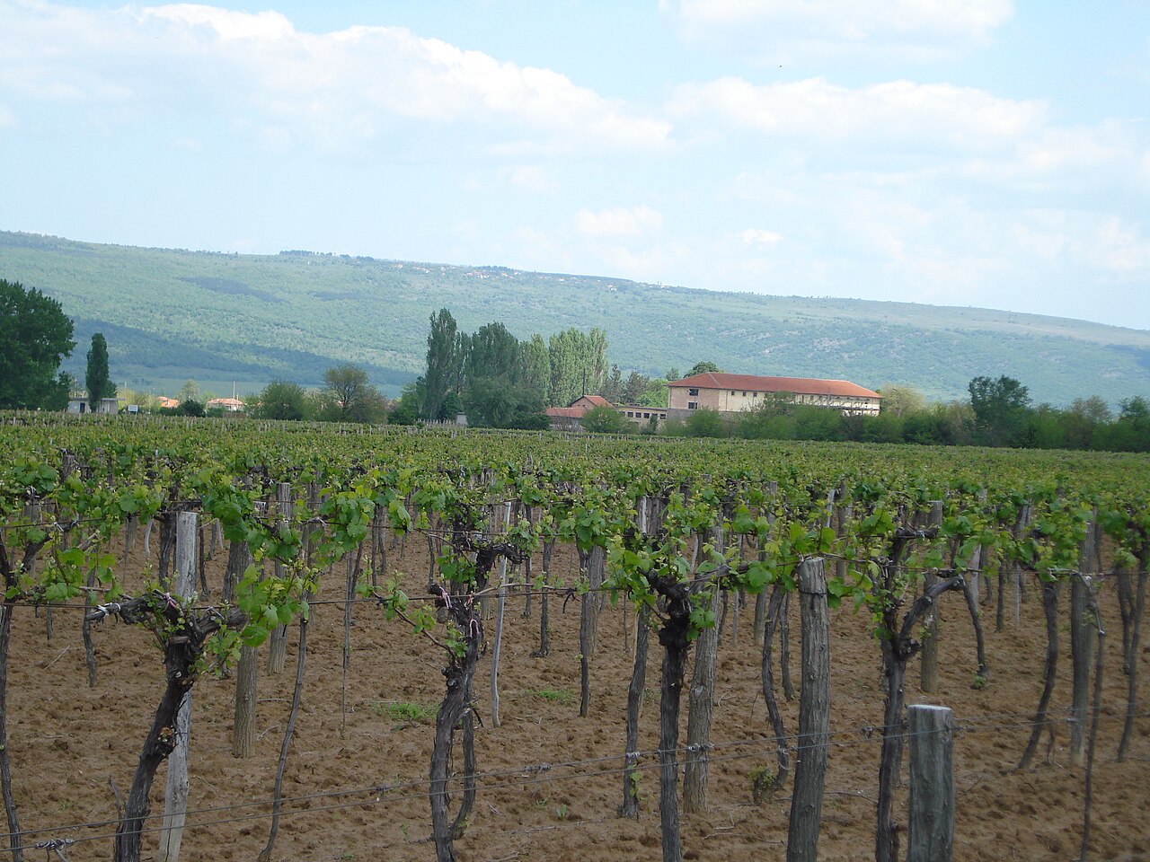 Vineyards near Karnobat, whose oldest trade is the vine