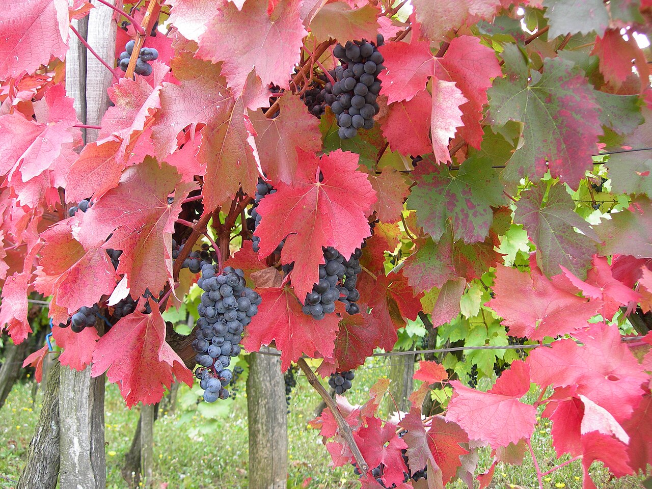 The Five Wine Regions, In Plain English