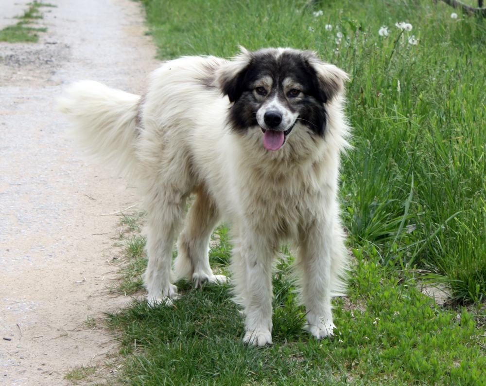 A Bulgarian shepherd dog, the type widely available through Bulgarian rescue organisations