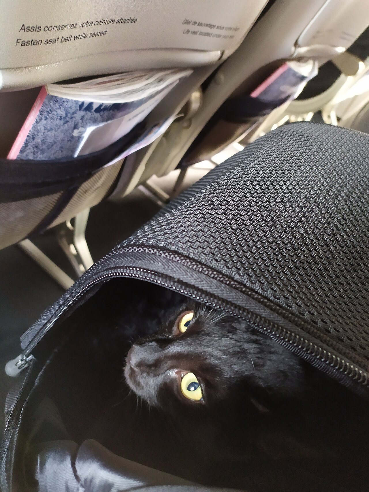 A black cat peeking out of a soft-sided pet carrier on an aircraft seat