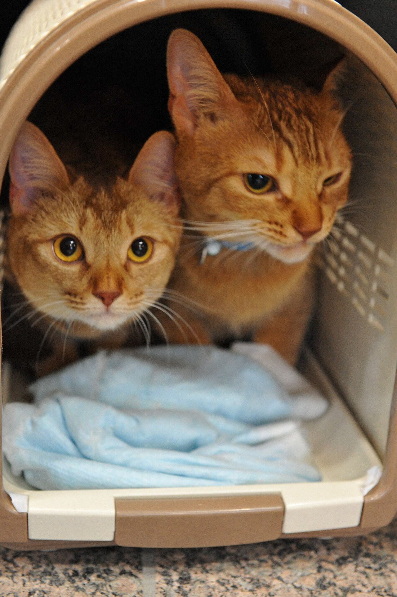 Cats in a soft pet carrier ready for travel