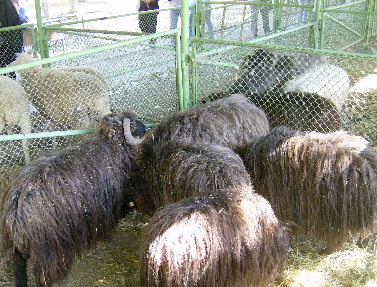 A flock of Karakachan sheep with their characteristic dark wool and curved horns