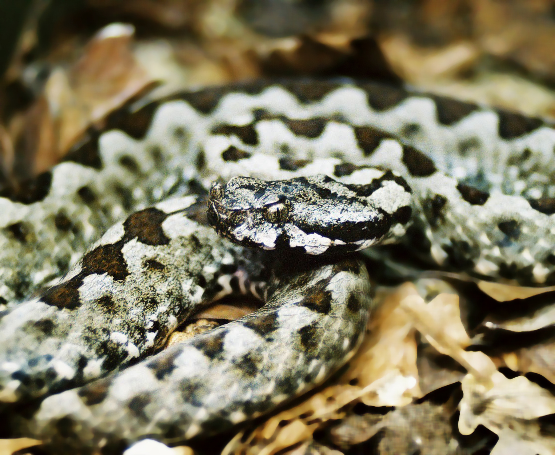 Nose-horned viper, Vipera ammodytes, the most venomous snake in Europe and present across Bulgaria