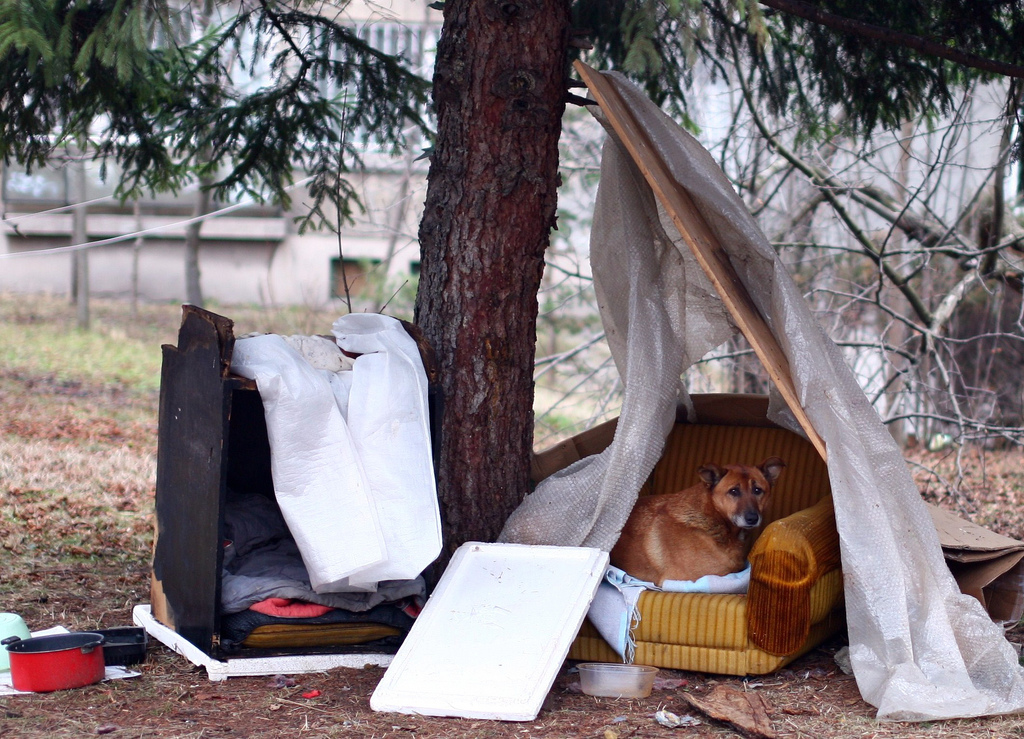 A stray dog in Sofia, part of Bulgaria's long-running street-dog population