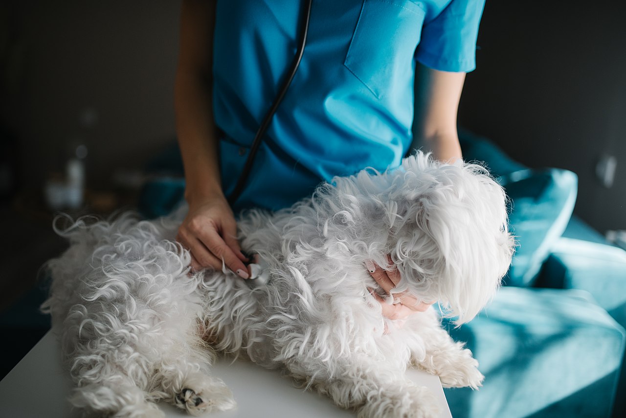 A veterinarian examining a small dog with a stethoscope